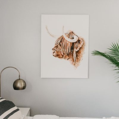 HIGHLAND COW // STAY WILD