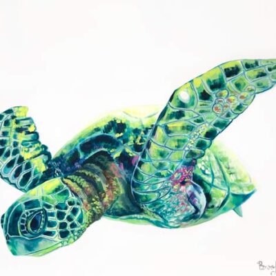Sea Turtle : Art Print 12x18