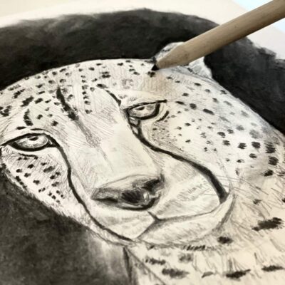 Drawing : Cheetah 4/28