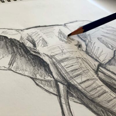Sketching Process: Elephant 5/5