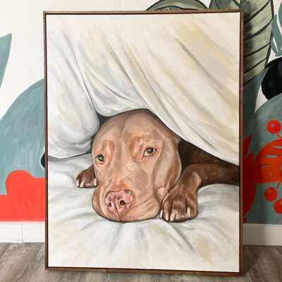 Pitbull Portrait